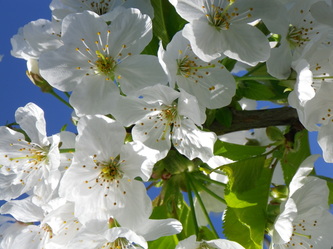 Orchard blossom